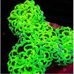 Euphyllia Ancora Ultra Neon Groen S (Ong. 5-7 cm)