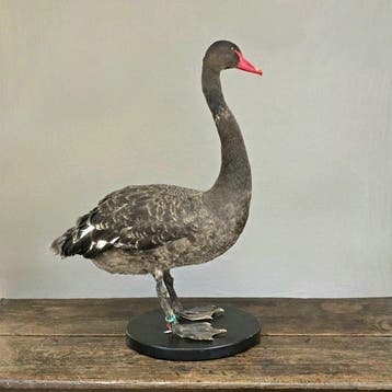 Zwarte zwaan Taxidermie volledige montage - Cygnus atratus -, Verzamelen, Nieuw