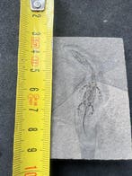 Reptile marin - Animal fossilisé - Keichousaurus - 6.5 cm -