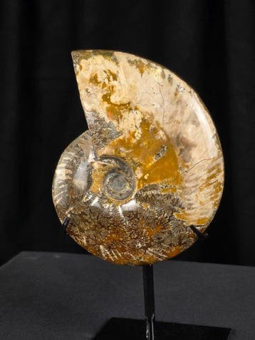 Ammoniet - Gefossiliseerd dier - 11.7 cm (Zonder