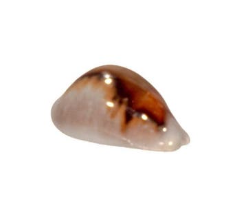 Zeldzaamheid: Neobernaya spadicea 40mm | Toptoestand