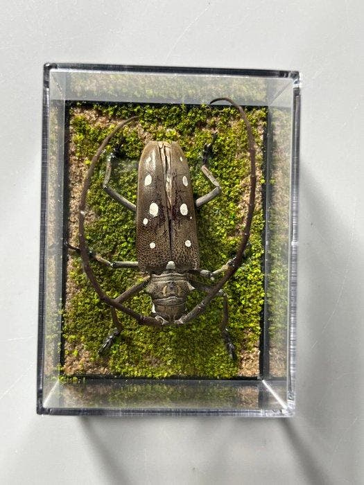 Anoplophora sp. Taxidermie wandmontage - Anoplophora sp. - 0, Verzamelen, Dierenverzamelingen
