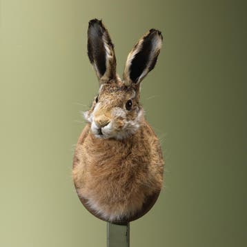 Haas Taxidermie Opgezette Dieren By Max, Ophalen of Verzenden, Nieuw, Wild dier, Opgezet dier