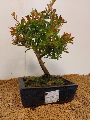 Bonsaï de Grenadier Commun (Punica granatum) - Hauteur