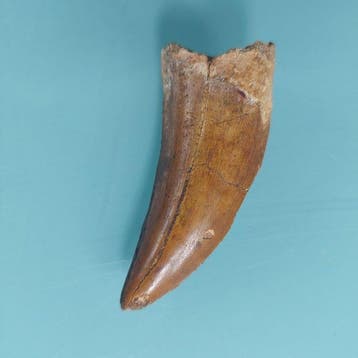 Dinosaurus - Fossiele tand - Carcharodontosaurus sp. - 68 mm