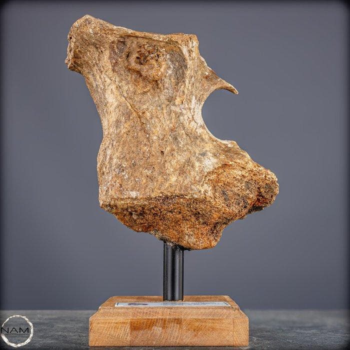 Natuurlijk wolharige mammoetfossiel op standaardvoet –, Antiek en Kunst, Curiosa en Brocante