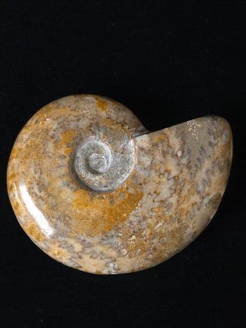 Ammoniet - Gefossiliseerd dier - Cleoniceras Ammonite, Verzamelen, Mineralen en Fossielen