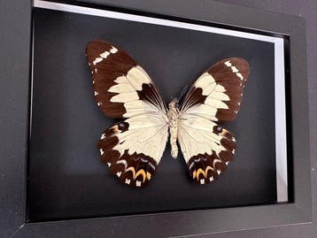 Vlinder Taxidermie volledige montage - Euchenor euchenor -