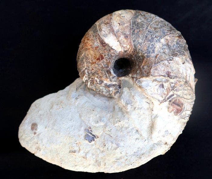 Nautile zonder reserveprijs - Gefossiliseerde schelp -, Verzamelen, Mineralen en Fossielen