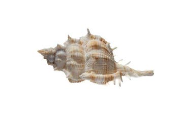 Siratus articulatus 100mm WERELDRECORDGROOTTE GIGANT met