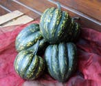 Starry Night F1 PMT Acorn pompoen 1000 zaden, Nieuw