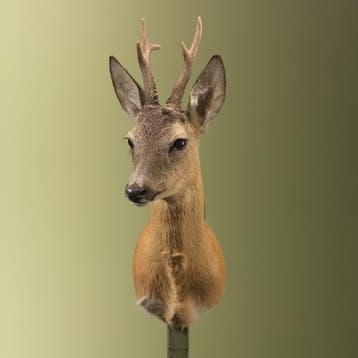 Reebok Zomervacht Taxidermie Opgezette Dieren By Max, Ophalen of Verzenden, Opgezet dier