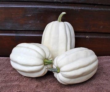 Mashed Potato F1 Acorn kleinverpakking