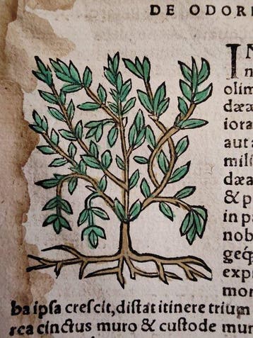 Sebastian Münster (1489–1552) - Cosmographia Universalis -