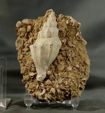Uitzonderlijke fossiele schelp - op originele matrix -
