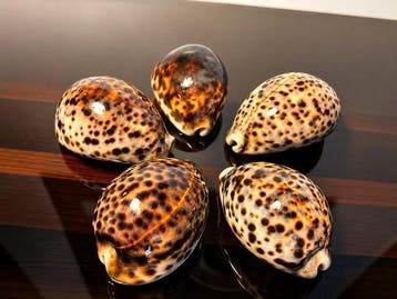 Mollusque Coquillage marin - Tiger Cowrie Shells (Cypraea