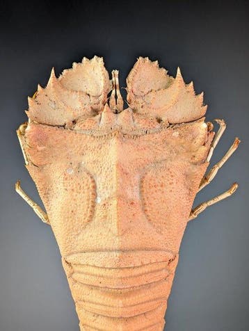 Slipper lobster sur socle personnalisé Carapace - Ibacus