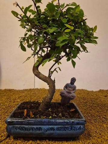 Japanese iep bonsai (Zelkova) - Hoogte (boom): 28 cm -