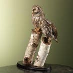 Uil Taxidermie volledige montage - EU ONLY - Aegolius, Collections, Collections Animaux