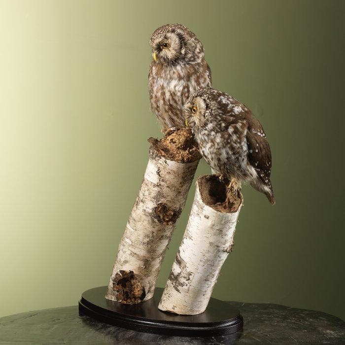 Uil Taxidermie volledige montage - EU ONLY - Aegolius, Collections, Collections Animaux