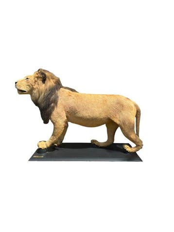 Lion Support de corps entier pour taxidermie - Panthera Leo, Collections, Collections Animaux