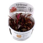 Tropica Alternanthera reineckii Mini 1-2-grow! (medium), Dieren en Toebehoren, Verzenden, Nieuw