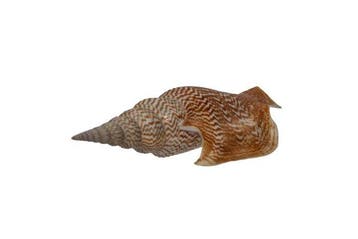 Mirabilistrombus listeri (135 mm) - Zeldzame GROTE MAAT -, Nieuw