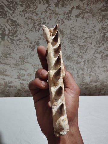 Reptile marin - Mâchoire fossilisée - Mosasaurus sp. - 22.5