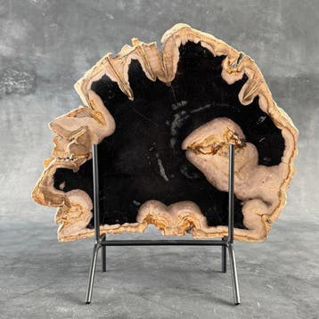 C - Tranche spectaculaire de bois pétrifié sur un socle