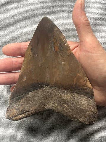 Groot Megalodon-tand 14,7 cm - Fossiele tand - Carcharocles