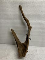 Am 663 Fine Sinkingwood 42z18x8 cm aquarium decoratie hout, Verzenden, Nieuw, Plant(en), Steen of Hout