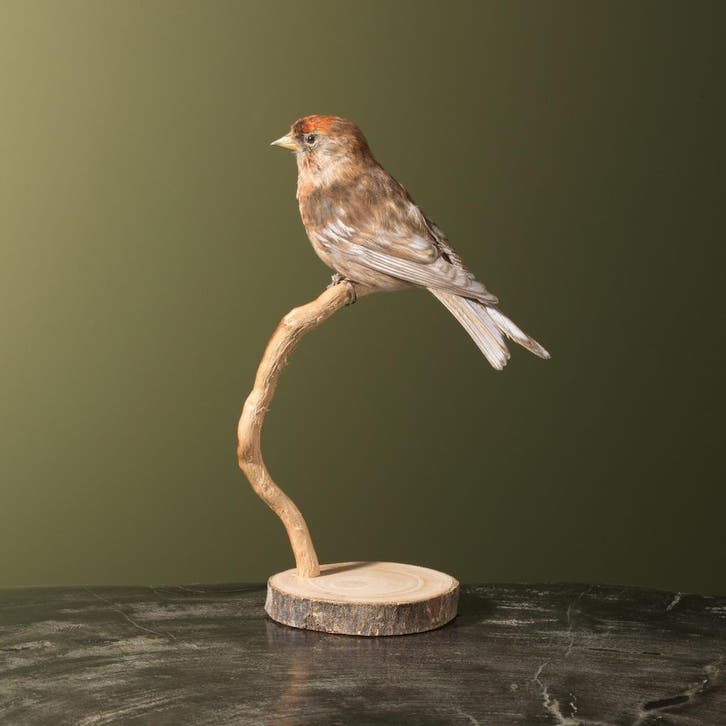 Barmsijs Taxidermie Opgezette Dieren By Max, Verzamelen, Dierenverzamelingen, Opgezet dier, Nieuw, Vogel, Ophalen of Verzenden
