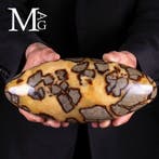 Shiva Lingam - Septaria - Brug tussen het goddelijke en het