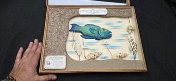Museum Presentation - diorama with real Hematophagous shell