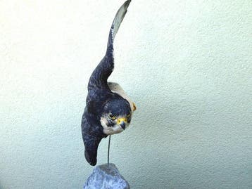 Valk Taxidermie volledige montage - Falco, Nieuw