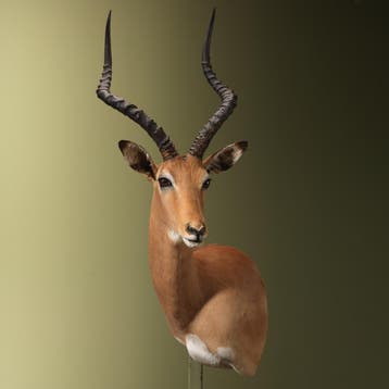 Impala Offset Taxidermie Opgezette Dieren By Max, Ophalen of Verzenden, Opgezet dier