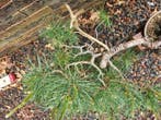 Den bonsai (Pinus) - Hoogte (boom): 50 cm - Diepte (boom):, Antiek en Kunst