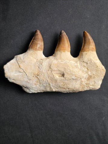 Mosasaurus - Fossiele tand - Mosasaur jaw from Morocco