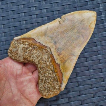 Big natural Megalodon Shark - Fossiele tand - megaselachus