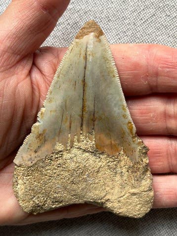 Tand van Megalodon, 9,0 cm - Fossiele tand - Carcharocles