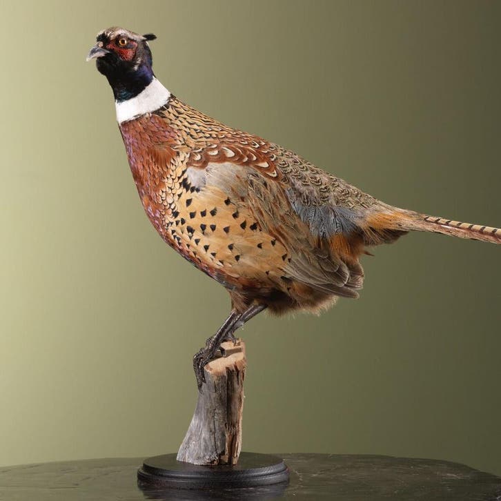 Fazant Taxidermie Opgezette Dieren By Max, Verzamelen, Dierenverzamelingen, Opgezet dier, Nieuw, Vogel, Ophalen of Verzenden