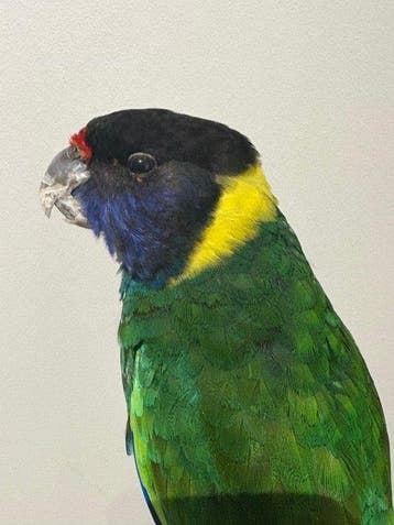 Australian Ringneck Taxidermie volledige montage -, Collections