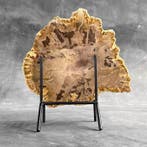 Magnifique tranche de bois pétrifié sur un socle