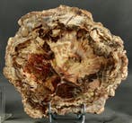 Joli et décoratif bois fossilisé sur socle — Poli avec des