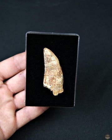 Dinosaure - Dent fossile - Carcharodontosaurus Saharicus