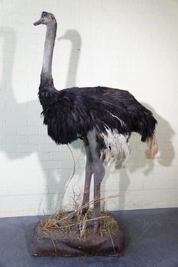 Ostrich fullmount Support mural pour taxidermie - Struthio, Nieuw