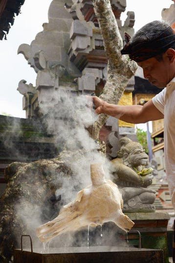Sans prix de réserve - Crâne de taureau blanc véritable,