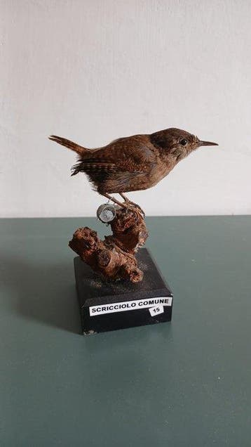 Mees Taxidermie volledige montage - Troglodytes troglodytes, Verzamelen, Nieuw