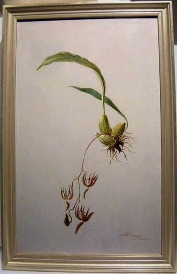 J. R. Carvalho (XIX) - Oil study of Brazilian orchid