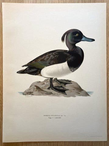 Von Wright brothers & Bror Halberg - Tufted duck, Nieuw